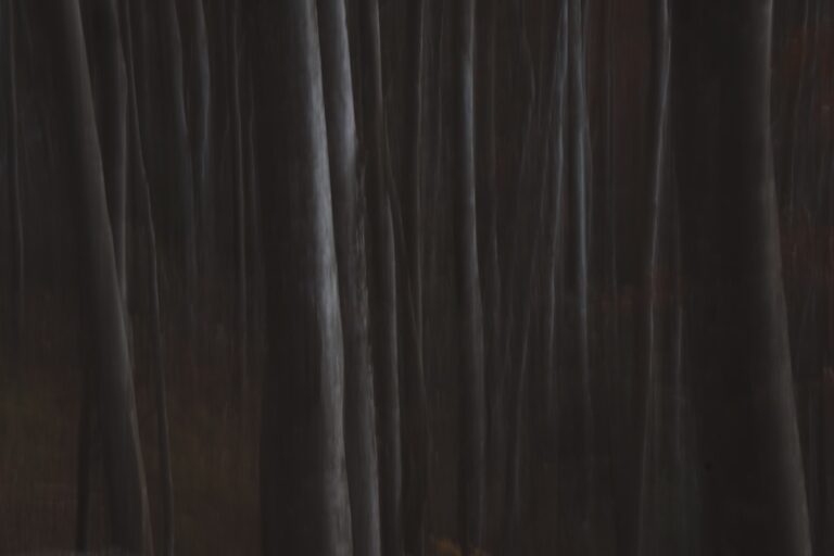 Photo fursecuri fragede