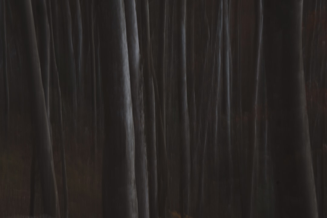 Photo fursecuri fragede