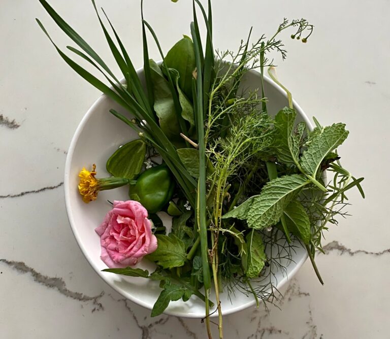Photo preserving herbs