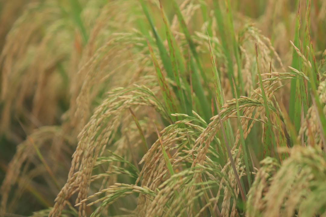 Photo rice varieties
