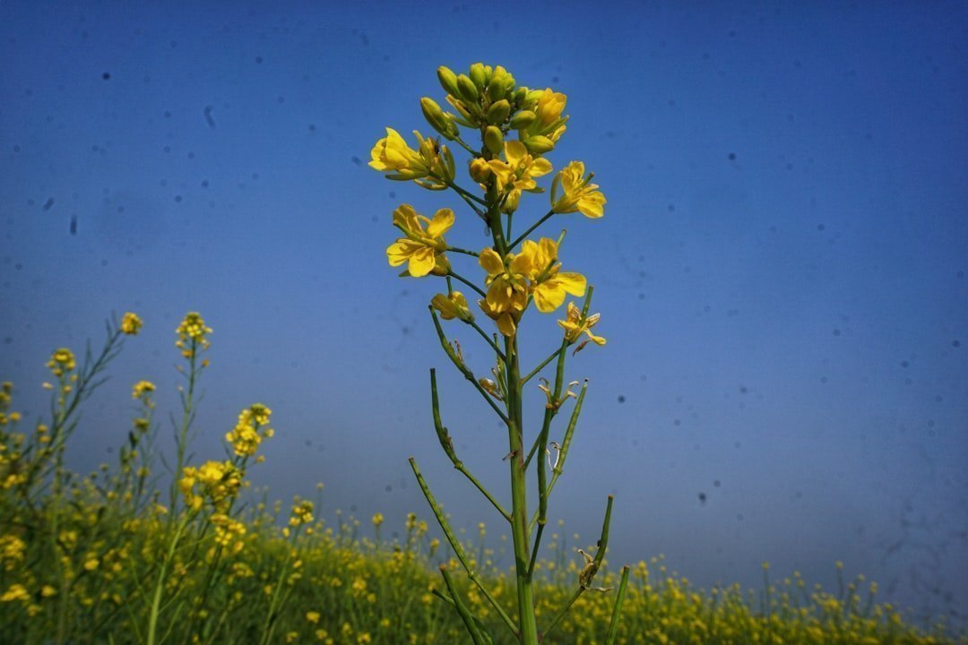 Photo mustard quality