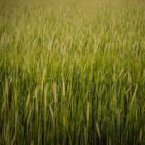 Câmp agricol acoperit cu o cultură verde de acoperire, între două sezoane de recoltă