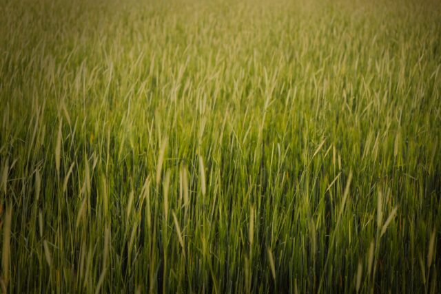 Câmp agricol acoperit cu o cultură verde de acoperire, între două sezoane de recoltă